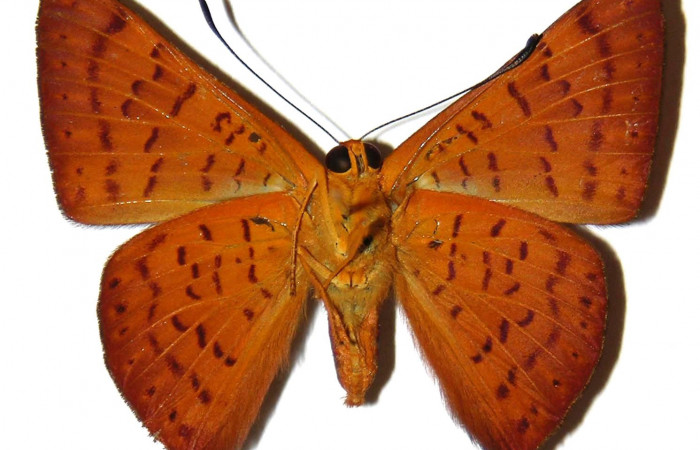 Figura 2.  Adulto de <i>Emesis mandana</i></i> (Macho) vista ventral (01-SRNP-17325-DHJ308079)