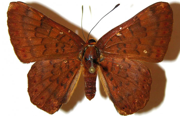 Figura 3.  Adulto de <i>Emesis mandana</i></i> (hembra) vista dorsal (03-SRNP-8340-DHJ308090)