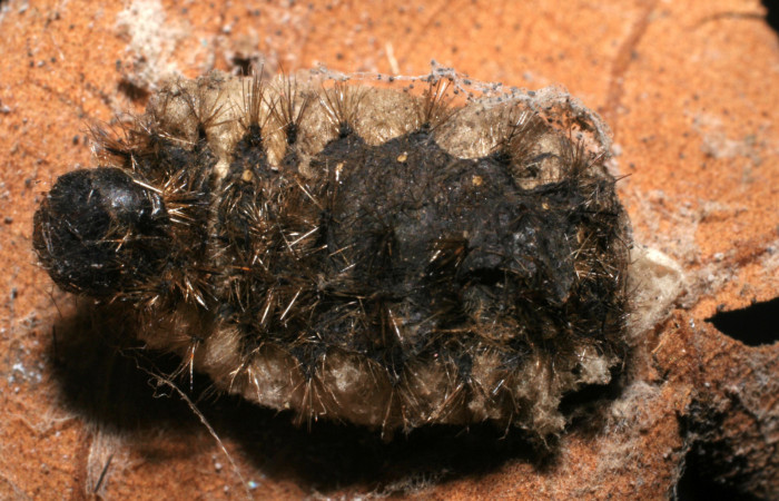 Figura 17. Restos de larva <i>Emesis mandana</i></i>, parasitada por
<i>Parapanteles</i></i> Rodriguez02, Braconidae. 04-SRNP-61298-DHJ436334.