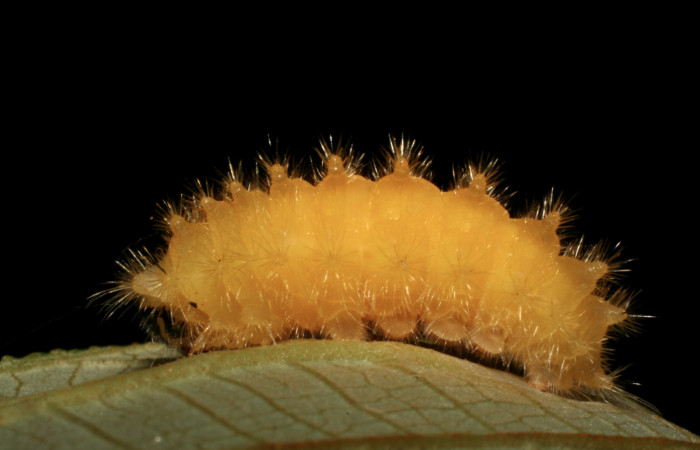 Figura 14.  Detalle de prepupa  <i>Emesis</i></i> mandanaDHJ01 Vista lateral (05-SRNP-34443-DHJ405912)