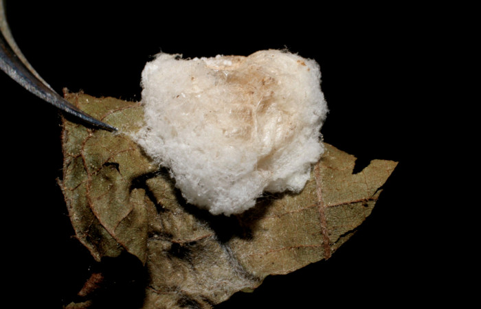 Figura 16. Capullo de <i>Parapanteles</i></i> Rodriguez02,
Braconidae que atacan larva de <i>Emesis
mandana</i></i>. ( 05-SRNP-42076-DHJ436409).