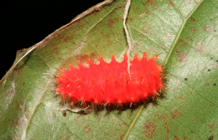 Figura 13.  Detalle de prepupa  <i>Emesis mandana</i></i> Vista lateral (08-SRNP-6211-DHJ448810)