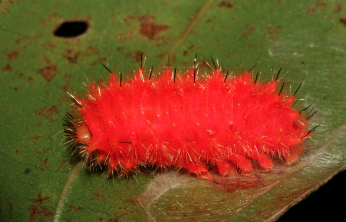 Figura 12.  Detalle de prepupa  <i>Emesis mandana</i></i> Vista lateral (08-SRNP-6211-DHJ448818)