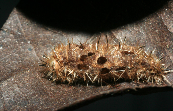 Figura 18. Cadáver de larva <i>Emesis mandana</i></i>,
parasitada por <i>Triraphis</i></i> Janzen121, Braconidae.
(08-SRNP-6211-DHJ453329).
