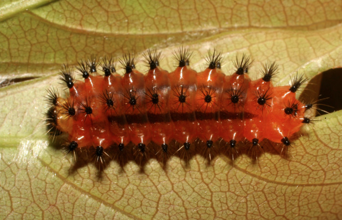 Figura 8.  Larva de <i>Emesis mandana</i></i>. Vista lateral (09-SRNP-65762-DHJ460745)