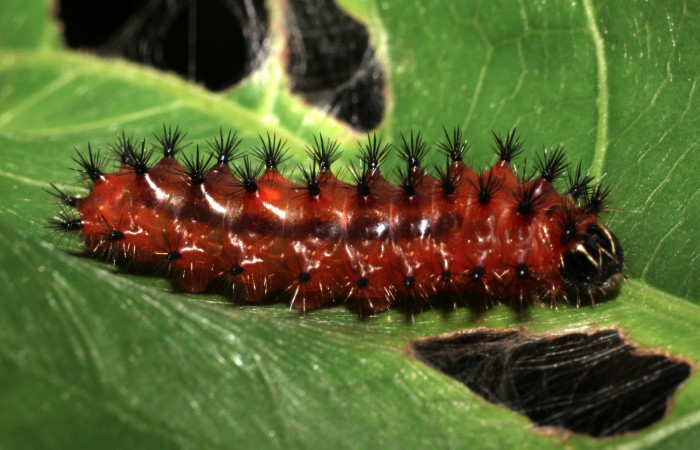 Figura 7.  Larva de <i>Emesis mandana</i></i>. Vista lateral (11-SRNP-12980-DHJ494128)