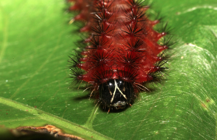 Figura 9.  Larva de <i>Emesis mandana</i></i>. Detalle de cabeza. (11-SRNP-12980-DHJ494136)