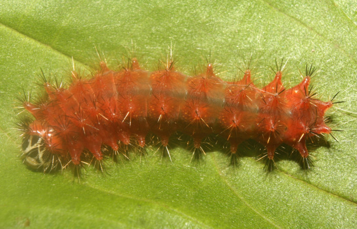Figura 6.  Larva de <i>Emesis mandana</i></i>. Vista dorsal (13-SRNP-71325-DHJ702867)