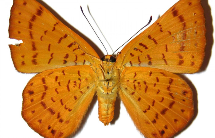 Figura 4.  Adulto de <i>Emesis mandana</i></i> (hembra) vista ventral (87-SRNP-1201-DHJ308073)