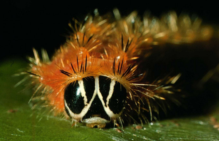 Figura 10. Larva de <i>Emesis</i></i> mandanaDHJ01
detalle de cabeza. (95-SRNP-8390-DHJ25573).