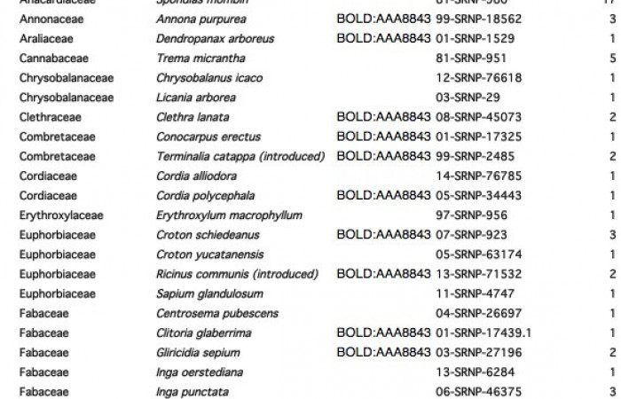 Figura.5. detalle de planta de la que se alimenta <i>Emesis mandana</i></i>
