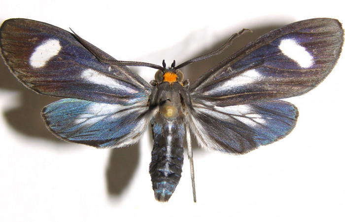 Figura 7. Adulto de <i>Napata flaviceps</i></i> (Erebidae), macho mostrando parte dorsal, localidad Camino Rio Francia, Sector Rincon Rain Forest ACG (410m). Voucher: 02-SRNP-21124-DHJ93558.jpg.