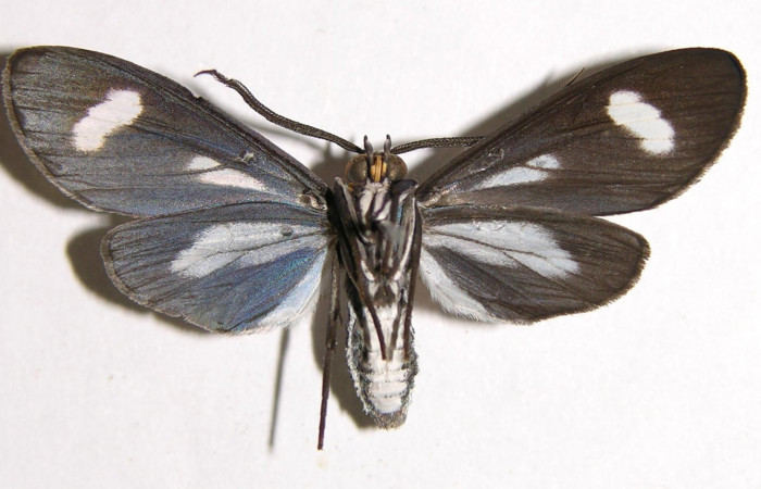 Figura 8. Adulto de <i>Napata flaviceps</i></i> (Erebidae), macho mostrando parte ventral, localidad Camino Rio Francia, Sector Rincon Rain Forest ACG (410m). Voucher: 02-SRNP-21124-DHJ93559.jpg.