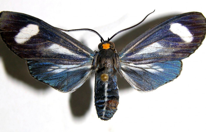 Figura 1. Adulto <i>Napata flaviceps</i></i> (Erebidae), mostrando parte dorsal localidad Sendero Tucan, Sector Rincon Rain Forest  ACG (290m). Voucher: 02-SRNP-6908-DHJ93560.jpg.