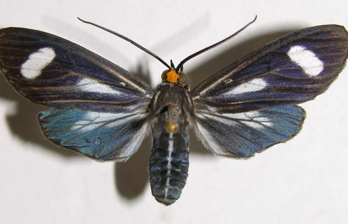 Figura 9. Adulto de <i>Napata  flaviceps</i></i> (Erebidae), hembra mostrando parte dorsal, localidad Sendero Rincon, Sector Rincon Rain Forest ACG (430m). Voucher: 02-SRNP-7142-DHJ93564.jpg.