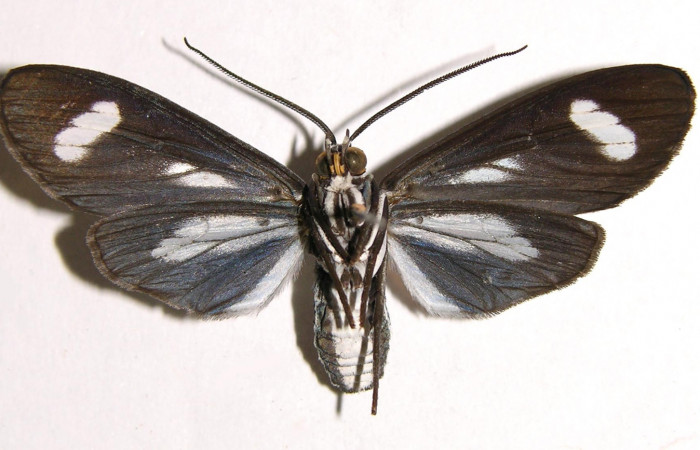 Figura 10. Adulto de <i>Napata flaviceps</i></i> (Erebidae), hembra mostrando parte ventral, localidad Sendero Rincon, Sector Rincon Rain Forest ACG (430m). Voucher: 02-SRNP-7142-DHJ93565.jpg.