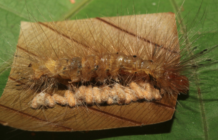 Figura 11. Larva <i>Napata  flaviceps</i></i> (Erebidae), mostrando capullos de parásito Braconidae, localidad Sendero Manguera, Sector Pitilla ACG  (470m). Voucher: 18-SRNP-70861-DHJ742141.jpg.