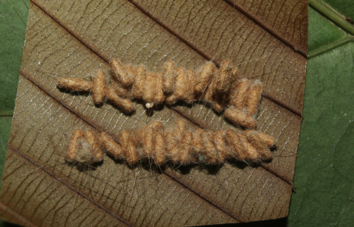 Figura 12. Larva <i>Napata  flaviceps</i></i> (Erebidae), mostrando capullos de parásito Braconidae, localidad Sendero Manguera, Sector Pitilla ACG (470m). Voucher: 18-SRNP-70861-DHJ742145.jpg.