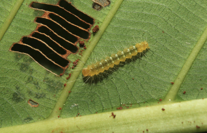 Figura 2. Larva <i>Napata flaviceps</i></i> (Erebidae), en tercer estadío (PPU), mostrando parte dorsal, localidad Sendero Manguera Sector Pitilla ACG (470m). Voucher: 18-SRNP-70862-DHJ742148.jpg.