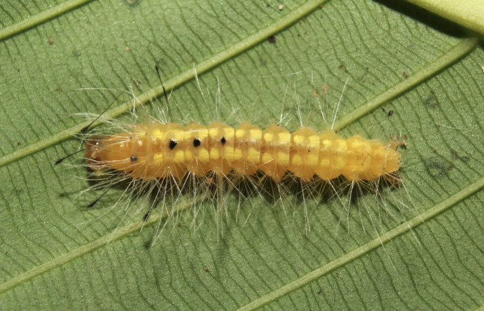 Figura 3. Larva <i>Napata flaviceps</i></i> (Erebidae), en penúltimo estadío (PU), mostrando parte dorsal, localidad Sendero Manguera Sector Pitilla ACG (470m). Voucher: 18-SRNP-70862-DHJ742160.jpg.
