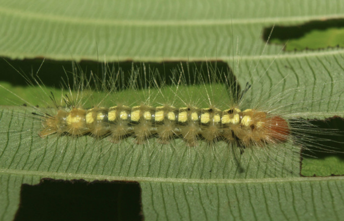 Figura 4. Larva <i>Napata flaviceps</i></i> (Erebidae), en último estadío (U), mostrando parte lareral, localidad Sendero Manguera, Sector Pitilla ACG (470m).Voucher: 18-SRNP-70862-DHJ742161.jpg
