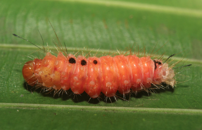 Figura 5. Prepupa de <i>Napata flaviceps</i></i> (Erebidae), mostrando parte lateral, localidad Sendero Manguera, Sector Pitilla ACG (470m). Voucher: 18-SRNP-70862-DHJ742424.jpg.