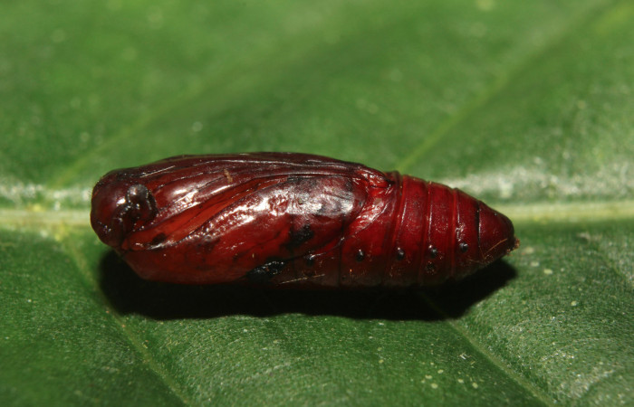 Figura 6. Pupa de <i>Napata flaviceps</i></i> (Erebidae), mostrando parte lateral, localidad Sendero Manguera, Sector Pitilla ACG (470m). Voucher: 18-SRNP-70862-DHJ742426.jpg.