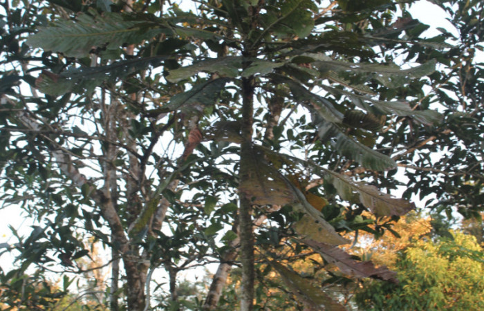 Figura 13. Planta hospedera de <i>Napata  flaviceps</i></i> (Erebidae), esta planta se llama <i>Cespedesia spathulata</i></i> (Ochnaceae, localidad Medrano, Estación Quica, Sector Pitilla ACG (380m). Foto; Ricardo Calero, 23 Abril 2019. 