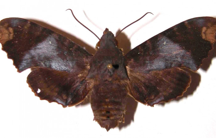 Figura 23. Adulto <i>Pachygonidia ribbei</i></i> (Sphingidae), hembra posición dorsal. 02- SRNP-7150-DHJ35800.