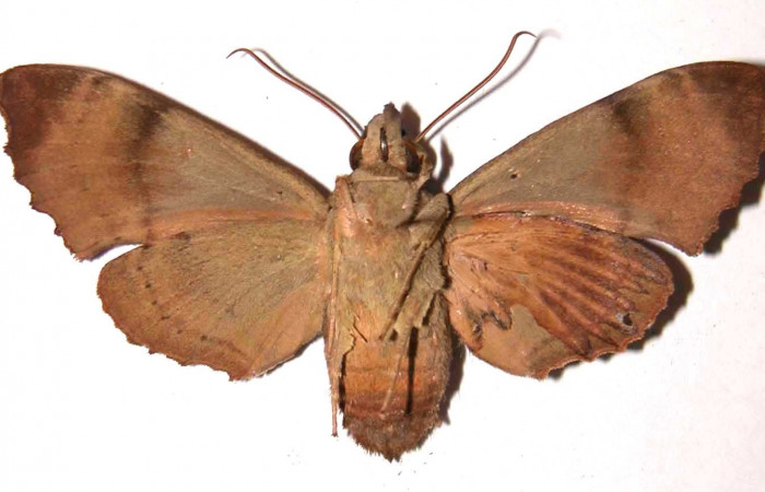 Figura 24. Adulto <i>Pachygonidia ribbei</i></i> (Sphingidae), hembra posición ventral. 02- SRNP-7150-DHJ35801.