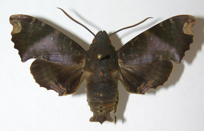 Figura 1. Adulto <i>Pachygonidia ribbei</i></i> (Sphingidae), macho posición dorsal. 09- SRNP-36092-DHJ513744.