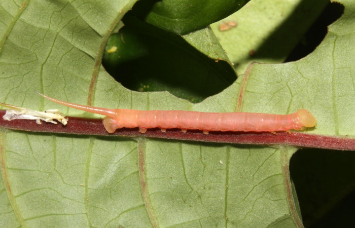 Figura 8. Larva <i>Pachygonidia ribbei</i></i> (Sphingidae), posición lateral en el nervio de la hoja de la planta <i>Hoffmannia longipetiolata</i></i> (Rubiaceae). 13-SRNP-31616- DHJ701955.jpg.