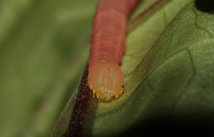 Figura 9. Larva <i>Pachygonidia ribbei</i></i> (Sphingidae), posición cabeza en la hoja de la planta <i>Hoffmannia longipetiolata</i></i> (Rubiaceae). 13-SRNP-31616-DHJ701957.jpg