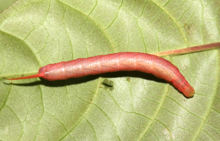 Figura 10. Larva <i>Pachygonidia ribbei</i></i> (Sphingidae), posición dorsal en el nervio central de la hoja de la planta <i>Hoffmannia longipetiolata</i></i> (Rubiaceae). 13- SRNP-31616-DHJ701967.jpg.