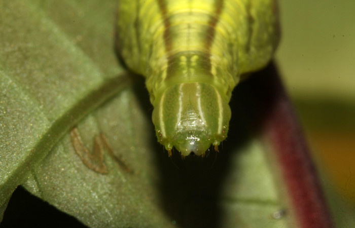 Figura 11. Larva <i>Pachygonidia ribbei</i></i> (Sphingidae), posición cabeza en la hoja de la planta <i>Hoffmannia longipetiolata</i></i> (Rubiaceae). 13-SRNP-31616-DHJ720025.jpg.