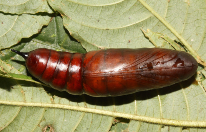 Figura 22. Pupa de <i>Pachygonidia ribbei</i></i> (Sphingidae), posición pupa ya formada, en la hoja de la planta <i>Hoffmannia longipetiolata</i></i> (Rubiaceae). 13-SRNP-31616- DHJ720179.jpg.