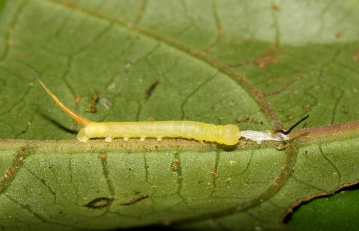 Figura 6. Larva <i>Pachygonidia ribbei</i></i> (Sphingidae), posición lateral en la hoja de la planta <i>Hoffmannia longipetiolata</i></i> (Rubiaceae). 13-SRNP-31629-DHJ701976.jpg.
