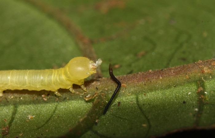 Figura 7. Larva <i>Pachygonidia ribbei</i></i> (Sphingidae), posición cabeza junto a resto de la colita de la muda, en la hoja de la planta <i>Hoffmannia longipetiolata </i></i>(Rubiaceae). 13-SRNP-31629-DHJ701978.jpg.