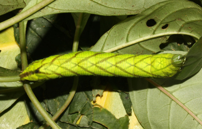 Figura 15. Larva <i>Pachygonidia ribbei</i></i> (Sphingidae), posición dorsal en la hoja de la planta <i>Hoffmannia longipetiolata</i></i> (Rubiaceae). 13-SRNP-31629-DHJ720186.jpg.