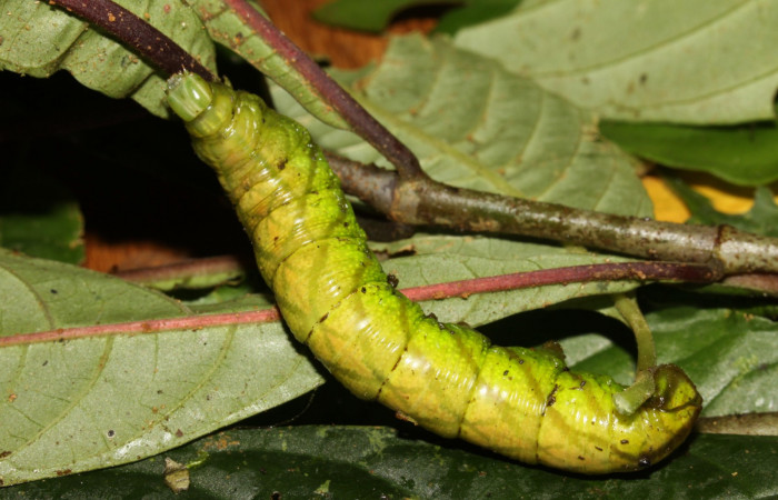 Figura 19. Prepupa de <i>Pachygonidia ribbei</i></i> (Sphingidae), posición lateral en la hoja de la planta <i>Hoffmannia longipetiolata</i></i> (Rubiaceae). 13-SRNP-31647-DHJ720188.jpg.