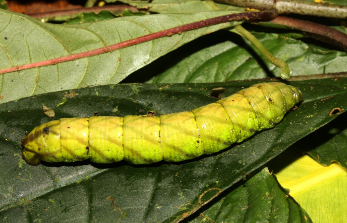 Figura 20. Prepupa de <i>Pachygonidia ribbei</i></i> (Sphingidae), posición dorsal en la hoja de la planta <i>Hoffmannia longipetiolata</i></i> (Rubiaceae). 13-SRNP-31647-DHJ720190.jpg.