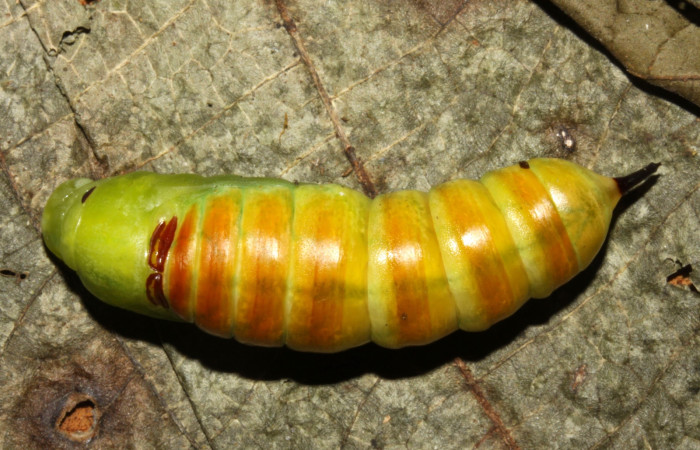 Figura 21. Pupa de <i>Pachygonidia ribbei</i></i> (Sphingidae), posición pupa apenas formándose, todabía se notan los segmentos de la larva en prepupa en la hoja de la planta <i>Hoffmannia longipetiolata</i></i> (Rubiaceae). 13-SRNP-31680-DHJ720261.jpg.