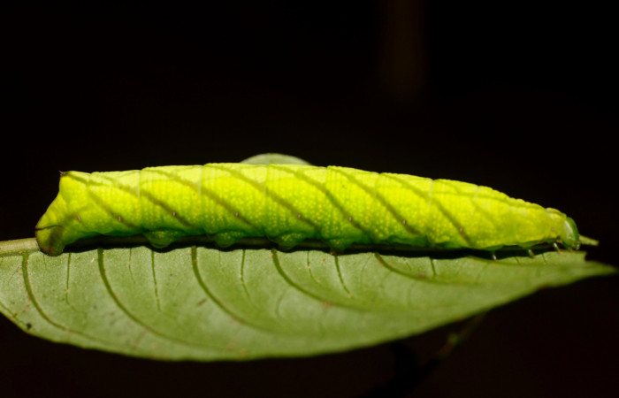 Figura 16. Larva <i>Pachygonidia ribbei</i></i> (Sphingidae), posición lateral en la hoja de la planta <i>Hoffmannia longipetiolata</i></i> (Rubiaceae). 14-SRNP-30116-DHJ802082.jpg.