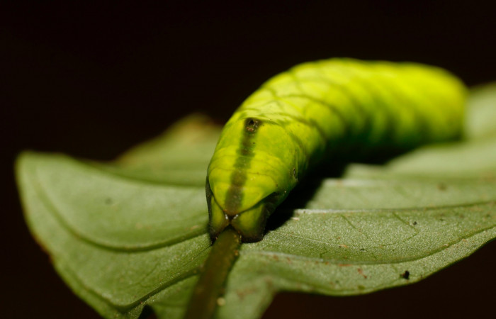 Figura 17. Larva <i>Pachygonidia ribbei</i></i> (Sphingidae), posición cola en la hoja de la planta <i>Hoffmannia longipetiolata</i></i> (Rubiaceae). 14-SRNP-30116-DHJ802090.JPG.