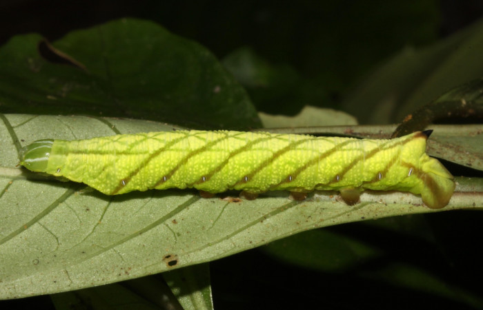 Figura 13. Larva <i>Pachygonidia ribbei</i></i> (Sphingidae), posición lateral en la hoja de la planta <i>Hoffmannia longipetiolata</i></i> (Rubiaceae). 14-SRNP-30121-DHJ720432.jpg.