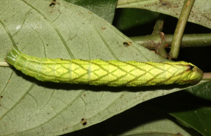 Figura 14. Larva <i>Pachygonidia ribbei</i></i> (Sphingidae), posición dorsal en la hoja de la planta <i>Hoffmannia longipetiolata</i></i> (Rubiaceae). 14-SRNP-30121-DHJ720433.jpg.