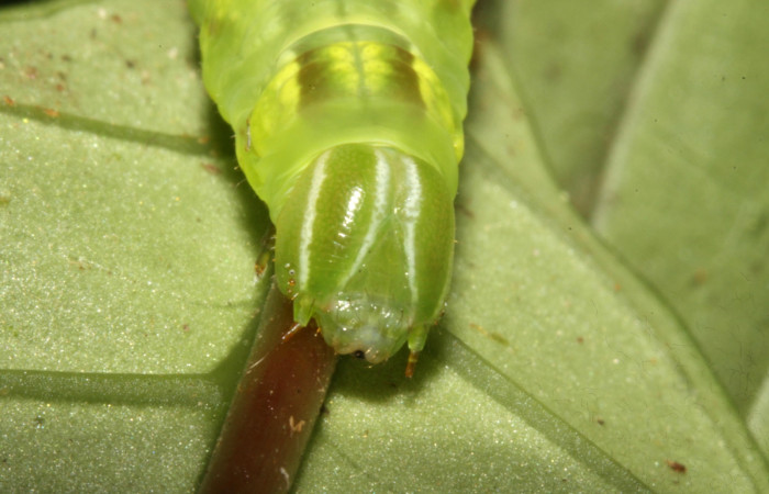 Figura 18. Larva <i>Pachygonidia ribbei</i></i> (Sphingidae), posición cabeza en la hoja de la planta <i>Hoffmannia longipetiolata</i></i> (Rubiaceae). 14-SRNP-30123-DHJ720437.jpg.