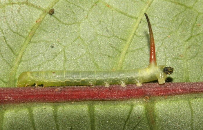 Figura 4. Larva <i>Pachygonidia ribbei</i></i> (Sphingidae), posición lateral en la hoja de la planta <i>Hoffmannia longipetiolata</i></i> (Rubiaceae). 14-SRNP-30126-DHJ720440.jpg.