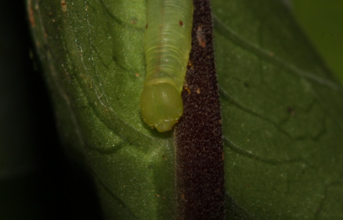 Figura 5. Larva <i>Pachygonidia ribbe</i></i>i (Sphingidae), posición cabeza en la hoja de la planta <i>Hoffmannia longipetiolata</i></i> (Rubiaceae). 14-SRNP-30126-DHJ720442.jpg.