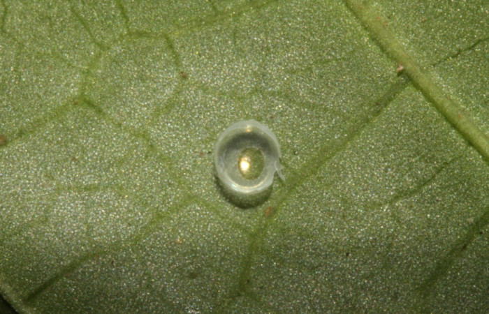 Figura 3. Huevo de <i>Pachygonidia ribbei</i></i> (Sphingidae), posición cáscara del huevo de donde salió la larvita, en la hoja de la planta <i>Hoffmannia longipetiolata</i></i> (Rubiaceae). 14-SRNP-30126-DHJ720443.jpg.
